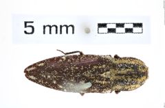 Foto (Dorsalansicht) von Danosoma obtecta (Say, 1836) (NHMW-ZOO-COL-0008144)
